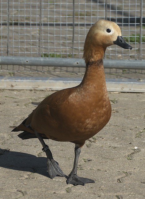 审美能力和